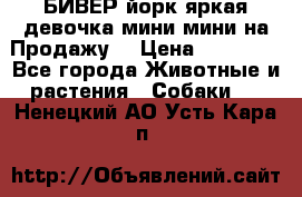 БИВЕР йорк яркая девочка мини мини на Продажу! › Цена ­ 45 000 - Все города Животные и растения » Собаки   . Ненецкий АО,Усть-Кара п.